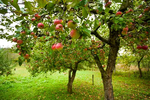 When to Plant Apple Trees in Kentucky