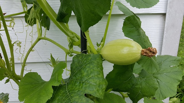 spaghetti squash 1777074 640