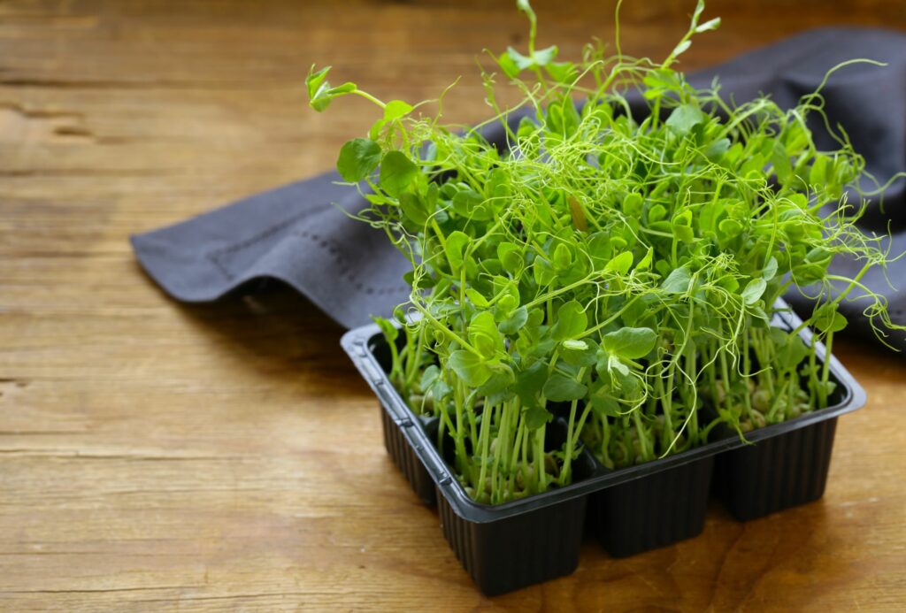 sprouts-of-peas-