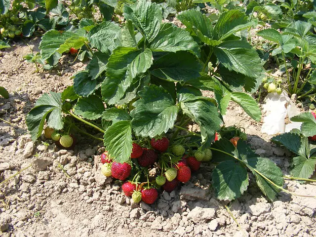 strawberries 1869284 640