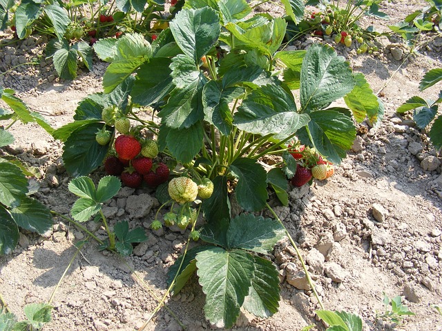 strawberries 1869286 640 1