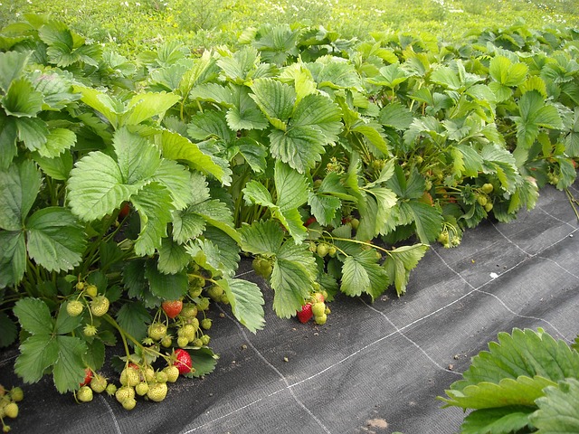 When Do You Plant Strawberries in Georgia