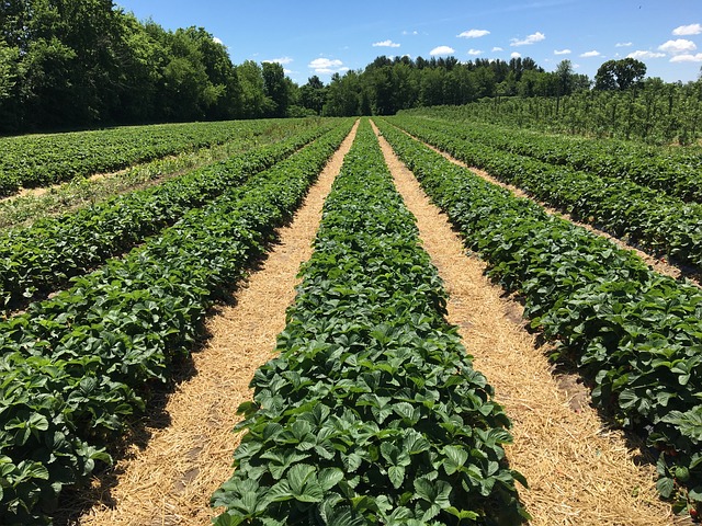 strawberry bushes 2241401 640 2