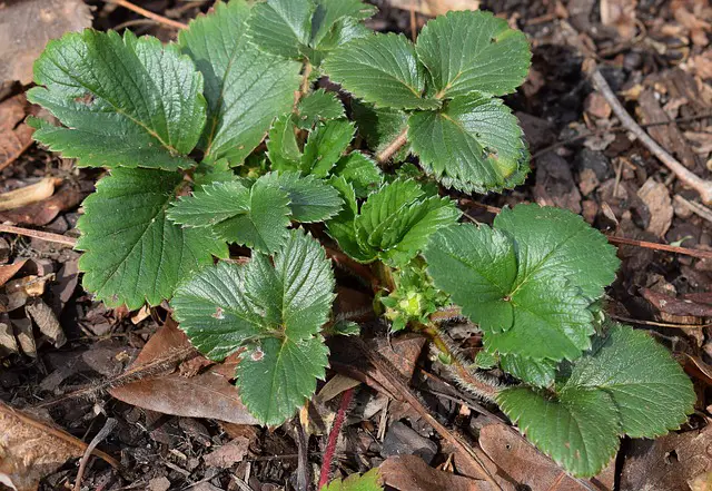 strawberry plant with buds 2122546 640 1