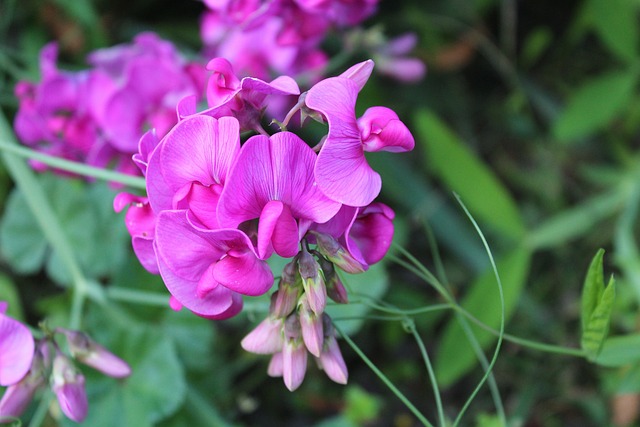 Why Are My Sweet Peas Turning Yellow