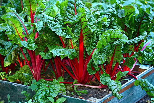 When to Plant Swiss Chard in Zone 9