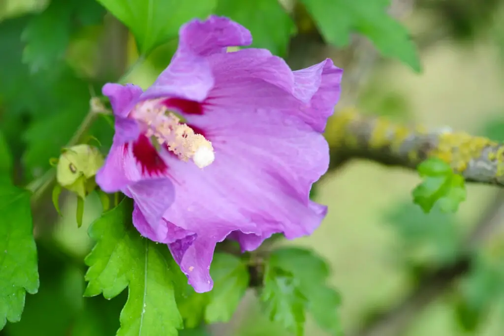 the close up purple hibiscus flower 2021 08 26 18 28 38 utc 1