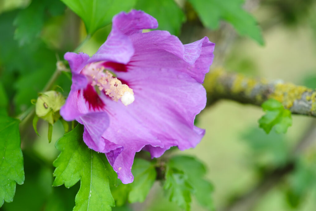 the close up purple hibiscus flower 2021 08 26 18 28 38 utc