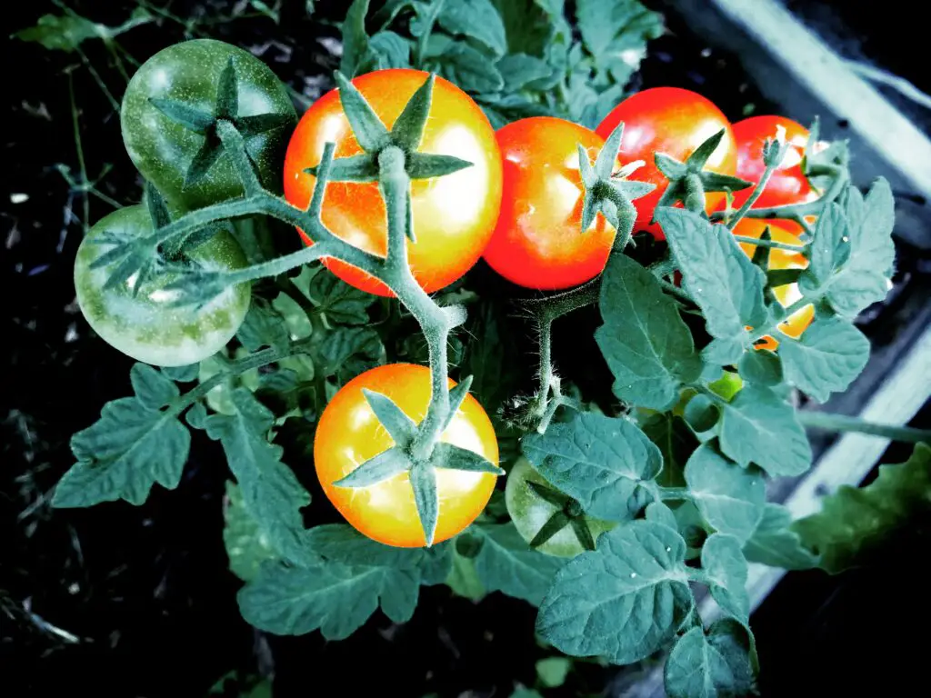 tomato plants in the garden greenhouse 2022 11 16 19 58 54 utc
