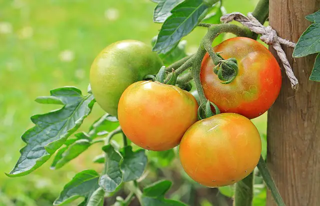 When to Plant Tomatoes in Zone 9