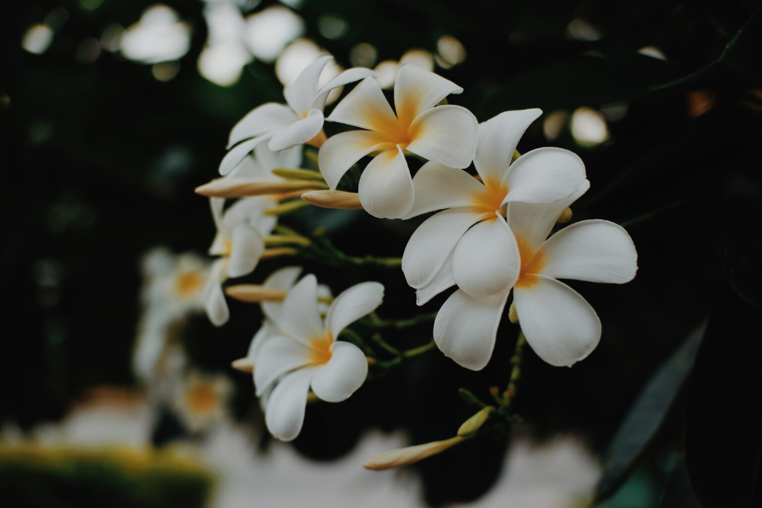 Black Spots on Plumeria Leaves: 7 Cause, Solutions & Best Care Tips