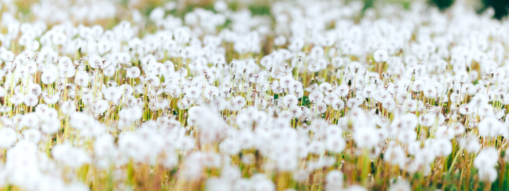 white seeds dandelions on the field on green grass 2021 09 02 18 47 07 utc
