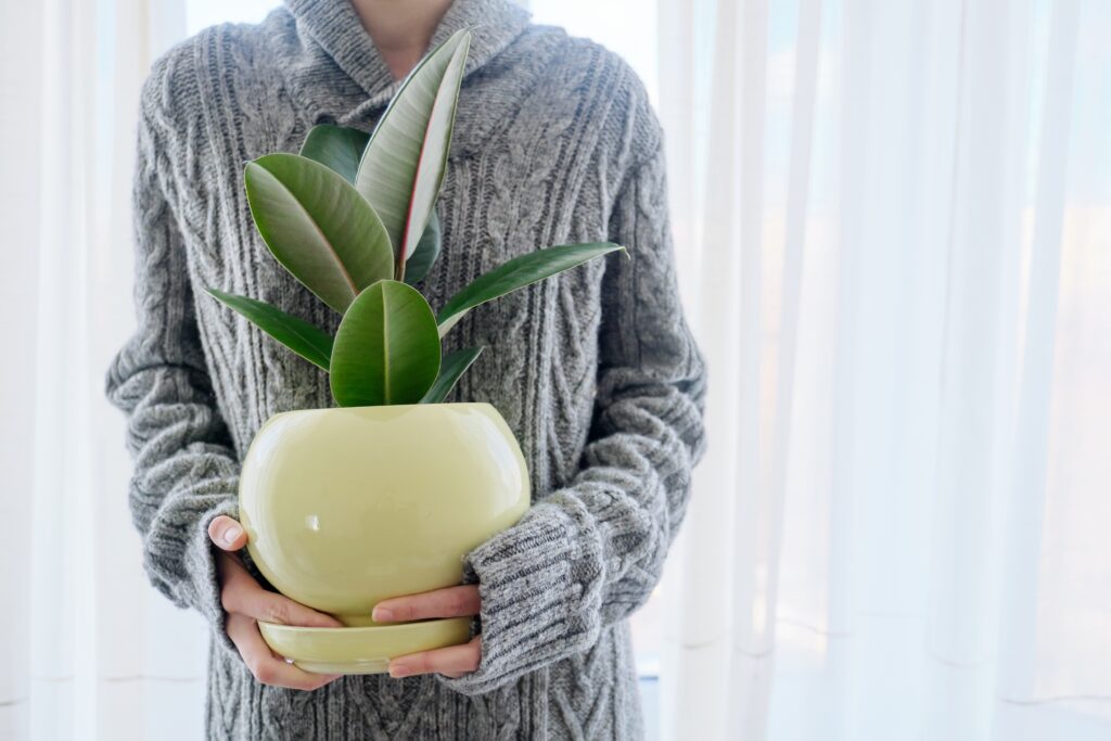 woman with potted home plant in hands rubber ficu 2022 01 20 19 58 26 utc 1
