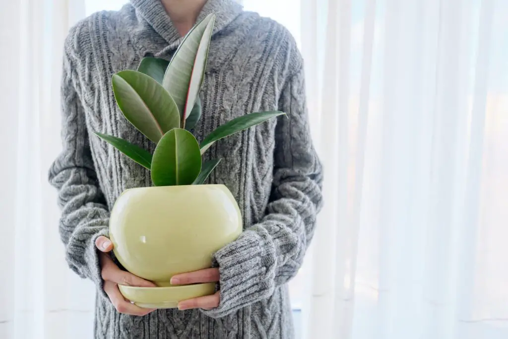 woman with potted home plant in hands rubber ficu 2022 01 20 19 58 26 utc
