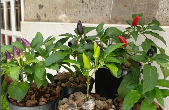 Screenshot 2024 09 16 105012