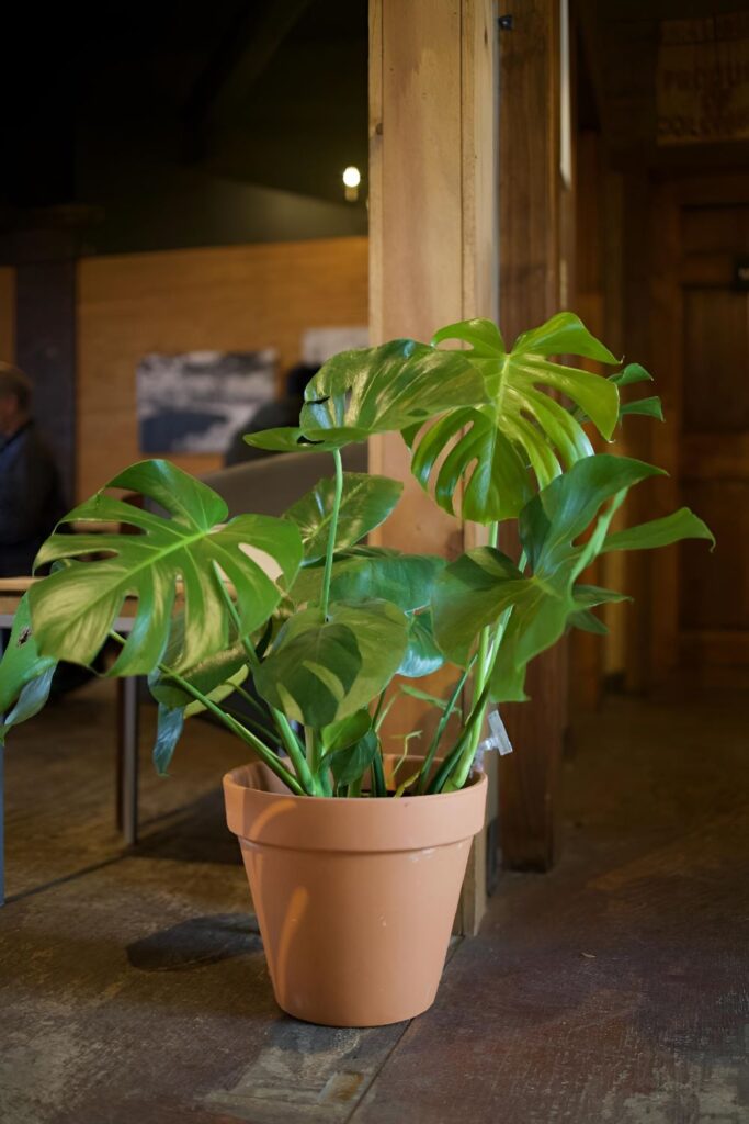 a large plant on the floor of an indoor restaurant 2024 02 07 01 42 27 utc