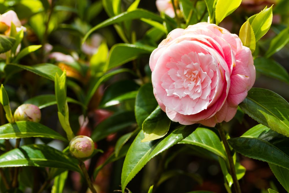a pink flower sitting on top of a plant with green 2024 02 14 10 36 38 utc