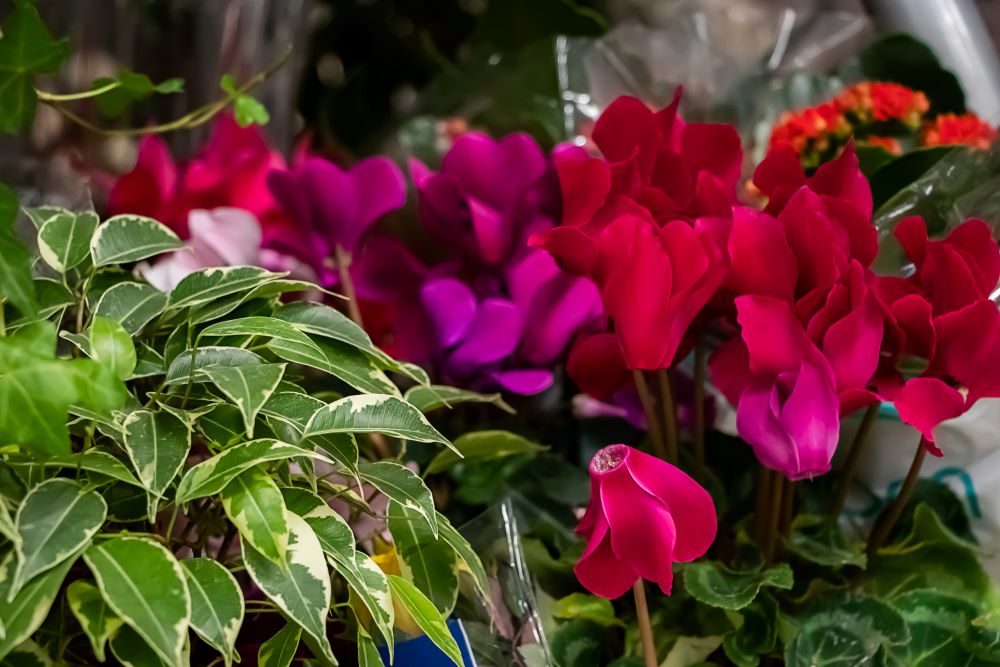 beautiful plants in pots close up 2023 11 27 05 35 07 utc