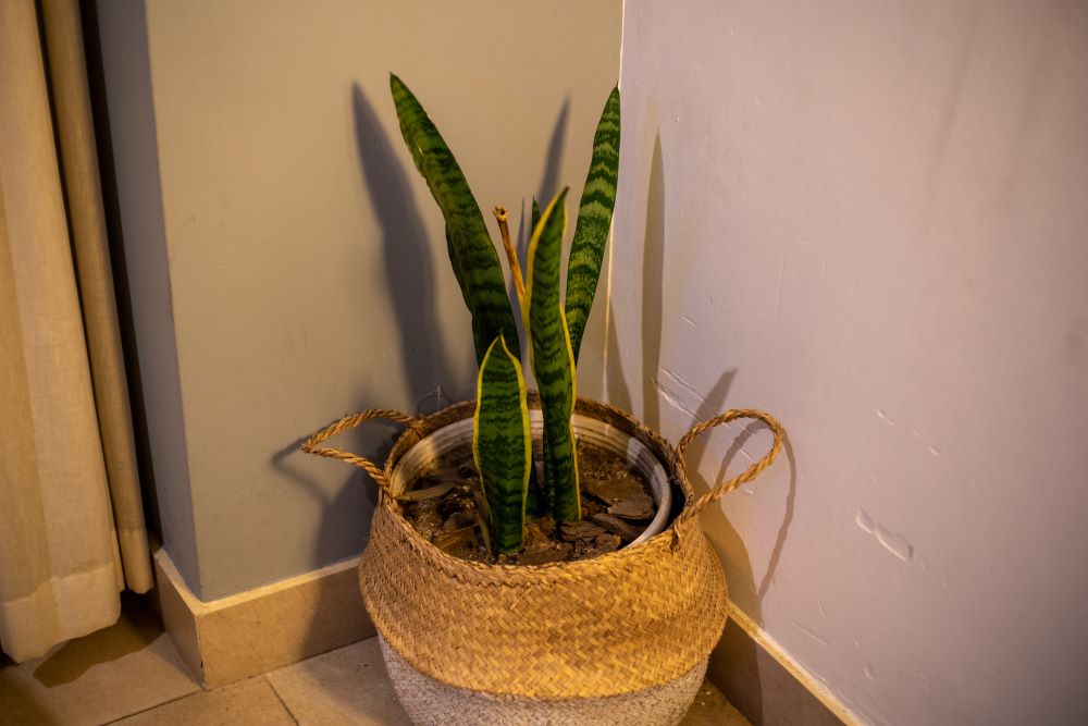 beautiful sansevieria flower on pot at the corner 2023 11 27 04 57 20 utc 1