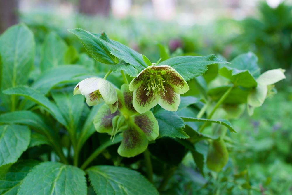 blooming hellebore 2023 11 27 04 59 33 utc