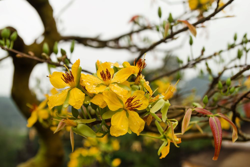 blossom yellow flowers of peach with drops of rain 2023 11 27 05 03 49 utc