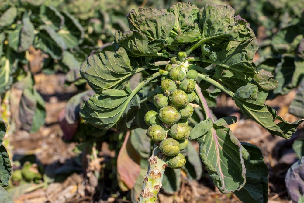 brussels sprouts field agriculture concept 2024 01 03 16 09 19 utc