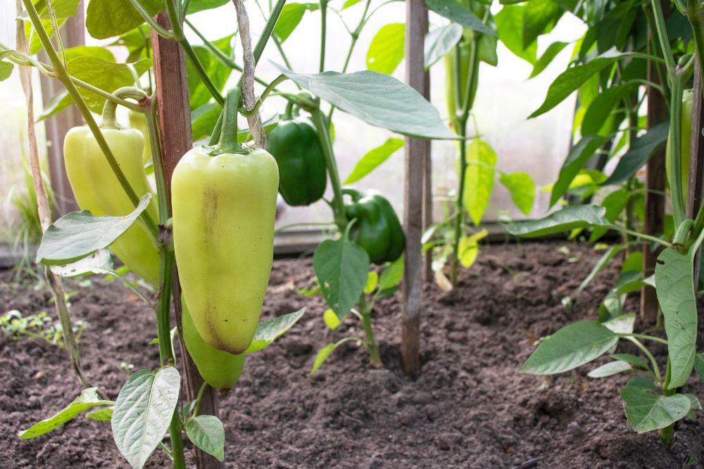 crop of green peppers in a garden bed in a greenho 2023 11 27 05 29 51 utc