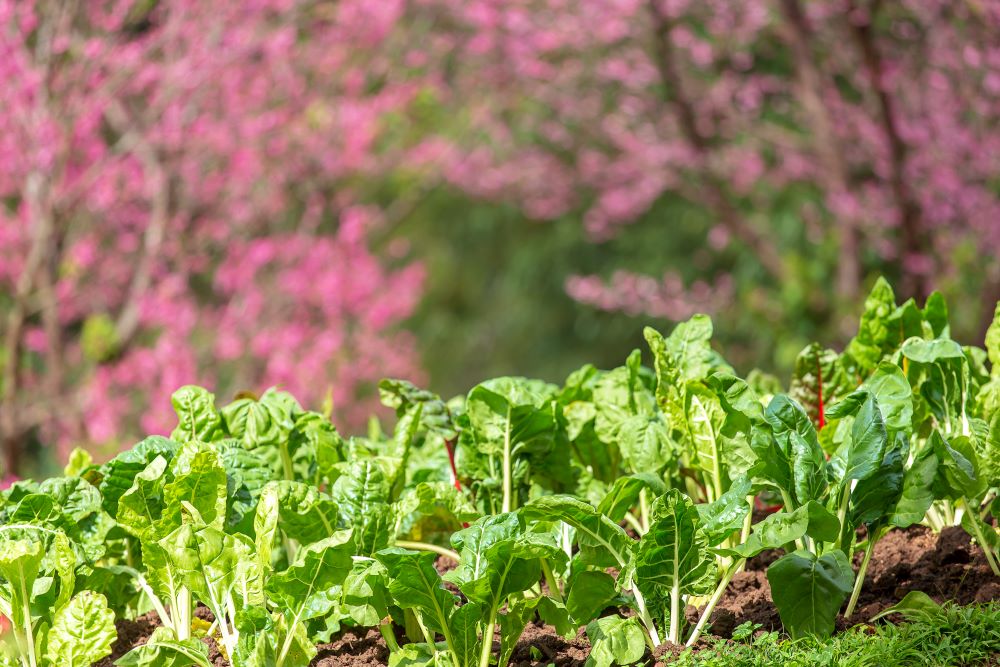 curly kale on natural organic soil the kale is a 2023 11 27 05 06 21 utc