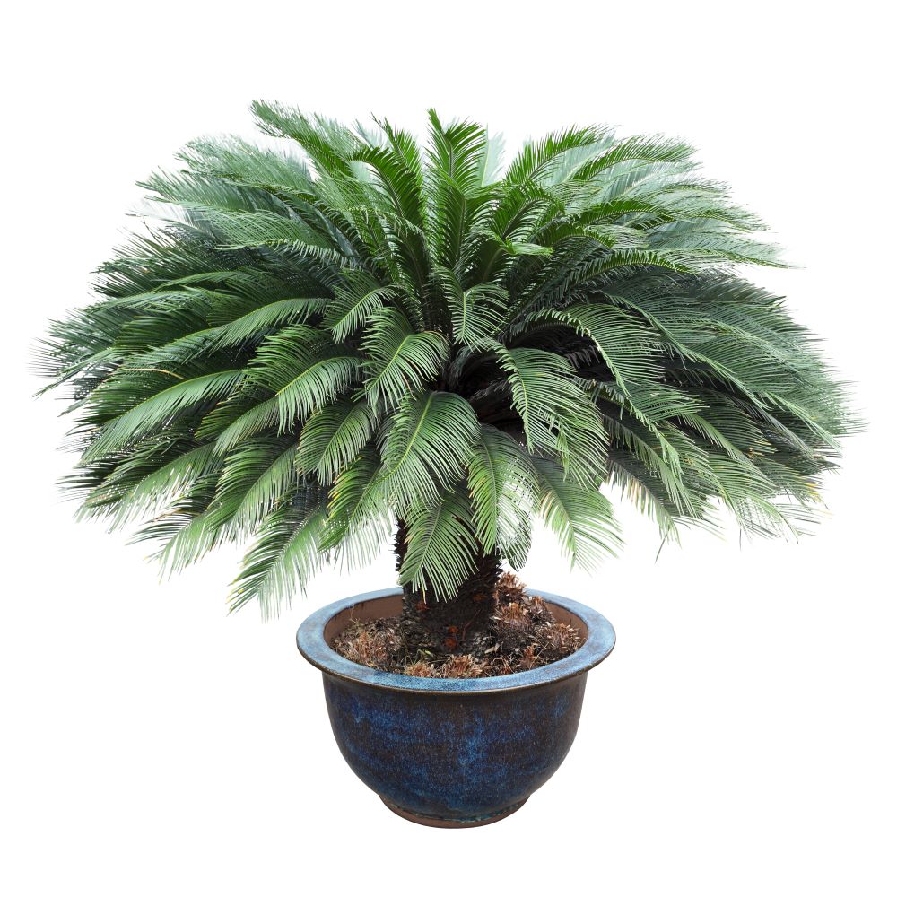 cycas in the pottery urn 2023 11 27 05 15 00 utc