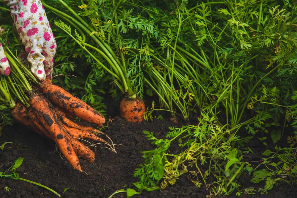 farmer woman harvests carrots in the garden selec 2023 11 27 05 11 27 utc