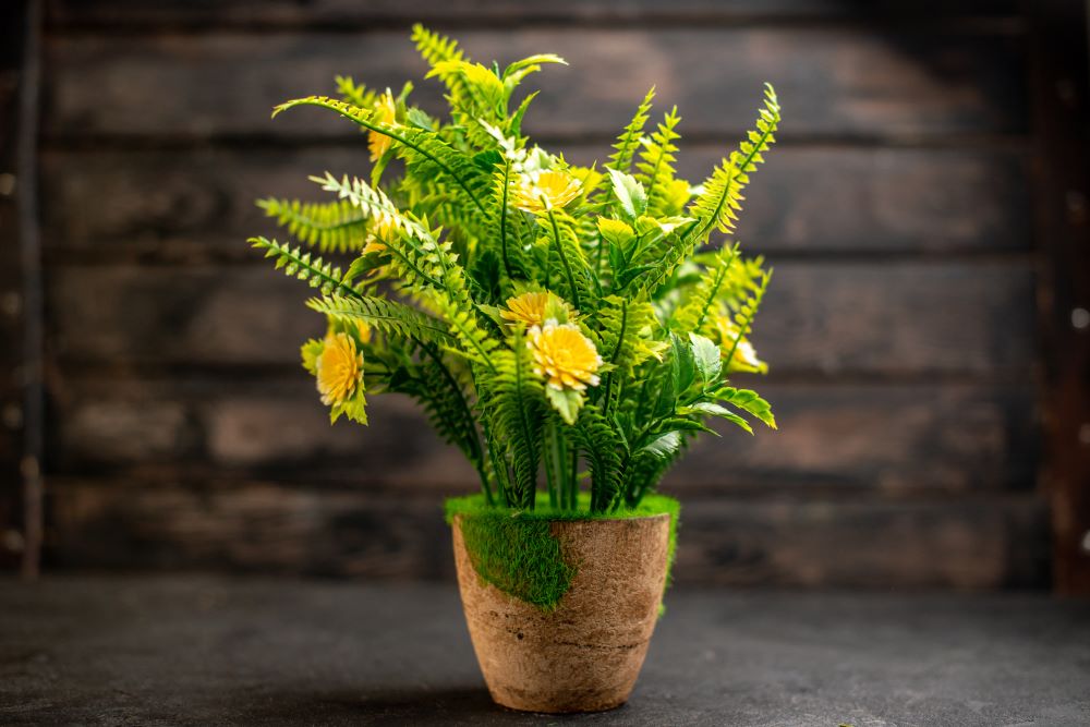 front view potted plant on wooden background 2023 11 27 05 12 49 utc