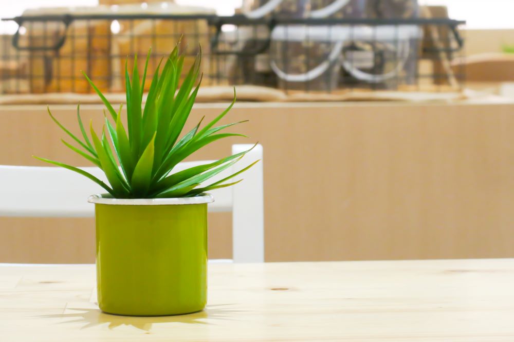 green cactus in flowerpot on wooden table 2023 11 27 05 18 54 utc