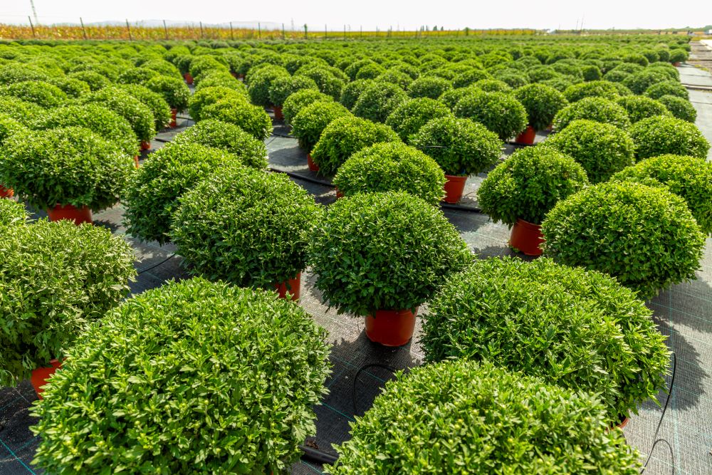 green chrysanthemum plantations 2023 11 27 05 34 07 utc