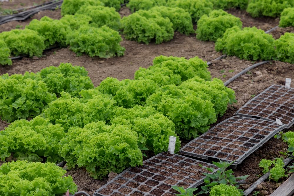 green lettuce grow in the greenhouse with drip irr 2023 11 27 05 24 13 utc