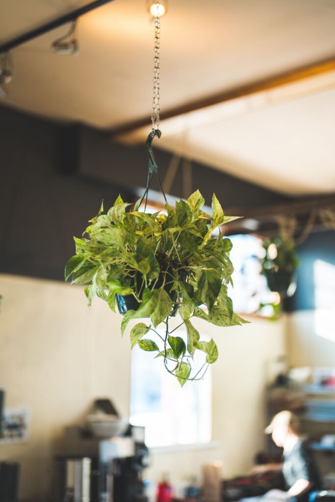 hanging pot with golden pothos epipremnum aureum 2023 11 27 05 04 33 utc 2