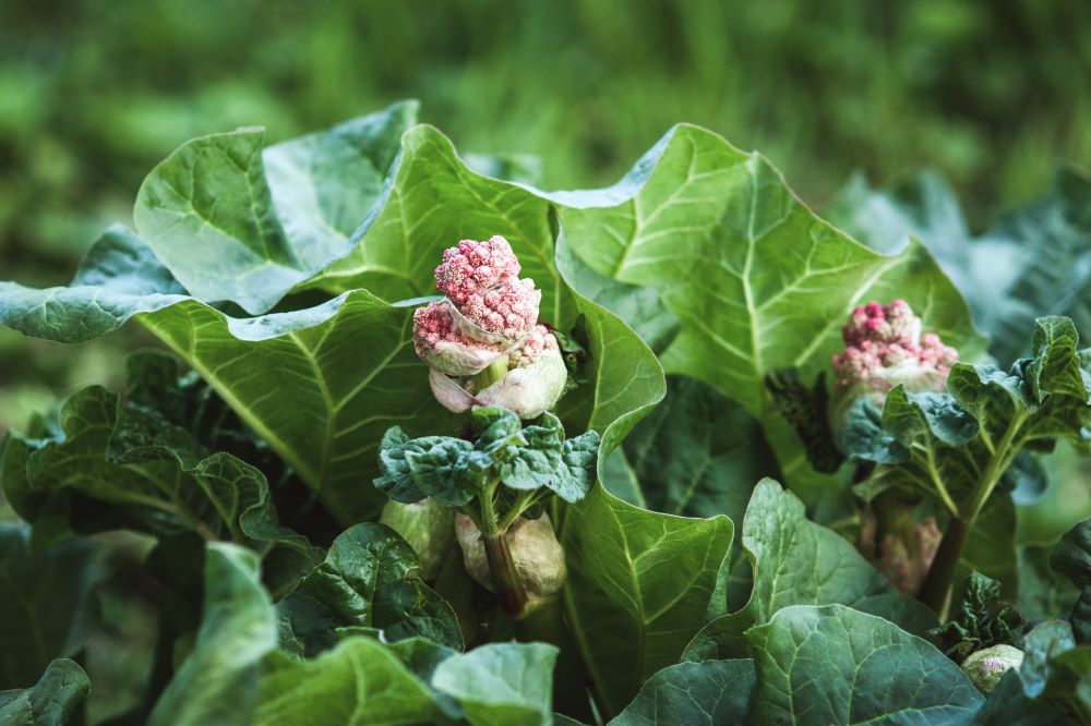 himalayan rhubarb indian rhubarb plant flowering 2023 11 27 04 52 56 utc