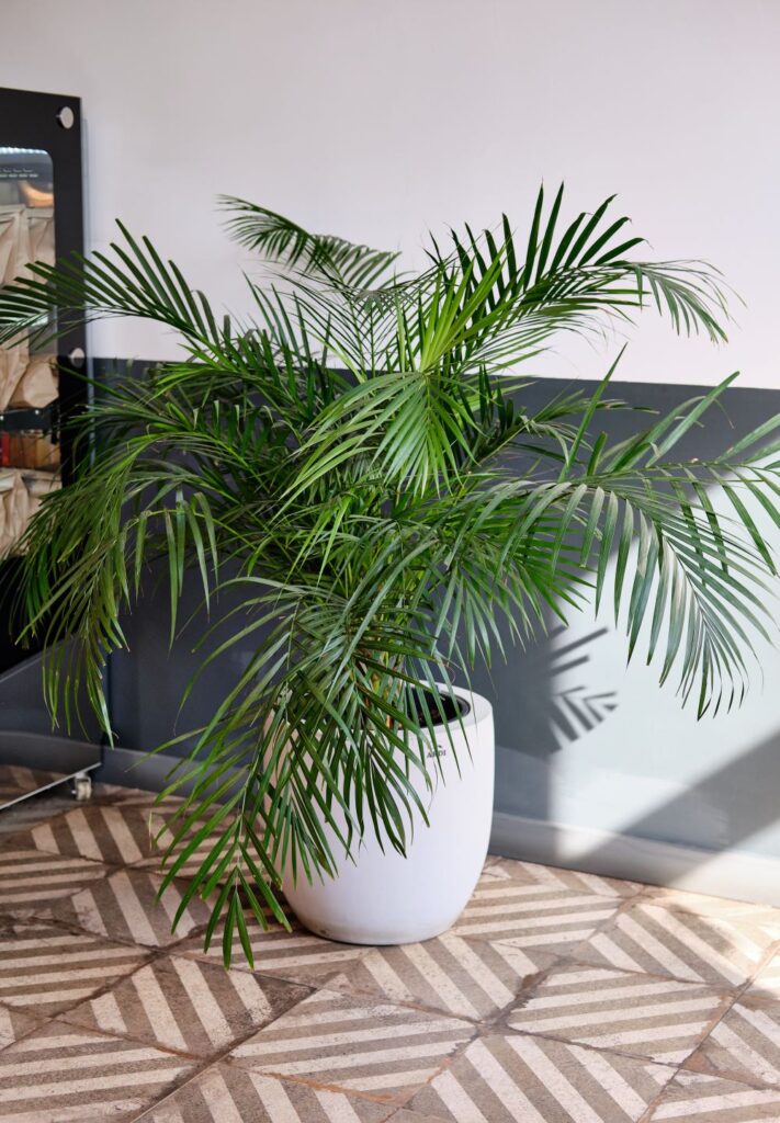 home plant palm howea forsteriana tree in a jute p 2023 11 27 05 13 01 utc