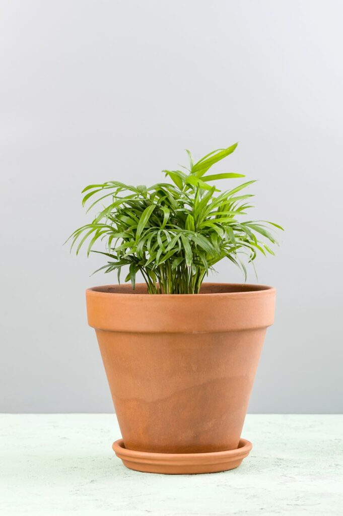 houseplant a small palm of areca in a clay pot 2023 11 27 05 03 43 utc