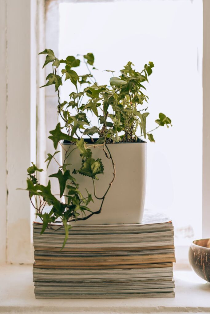 ivy in a pot stands on a stack of magazines on the 2023 11 27 05 02 39 utc