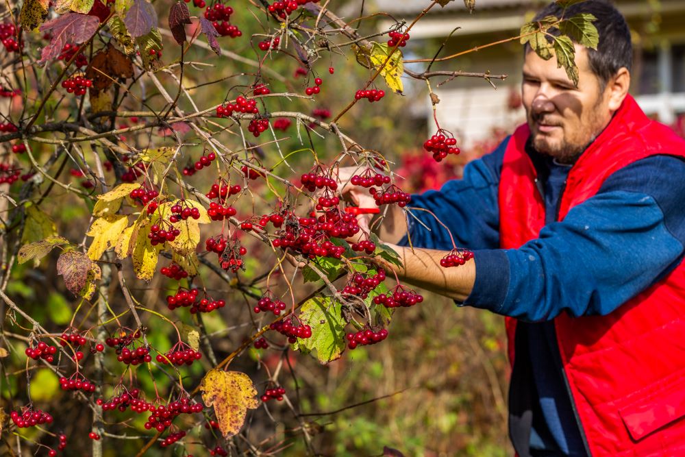 red autumn viburnum in hands picking red viburnum 2023 12 19 04 16 03 utc