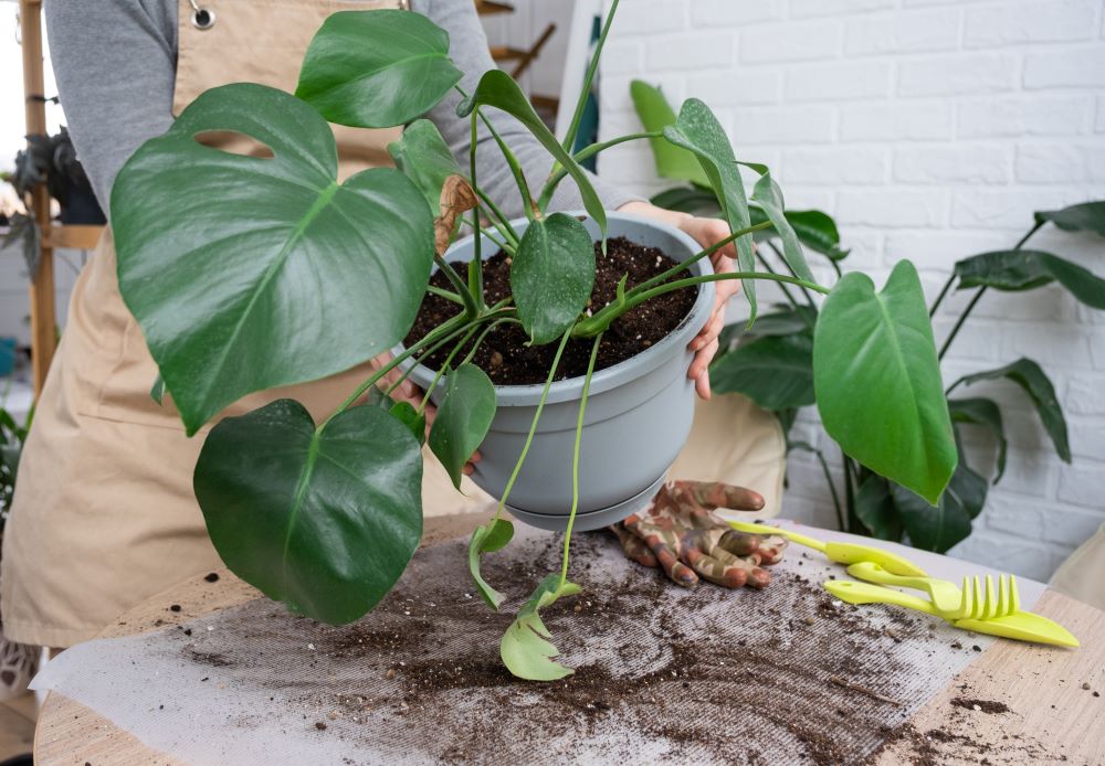 repotting a home plant philodendron monstera delic 2023 11 27 05 27 48 utc