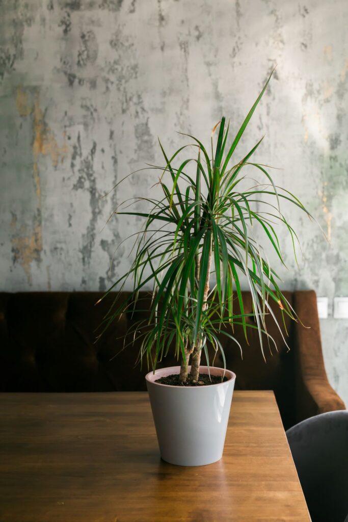 room or restaurant decoration with plant in pot 2023 11 27 04 59 42 utc