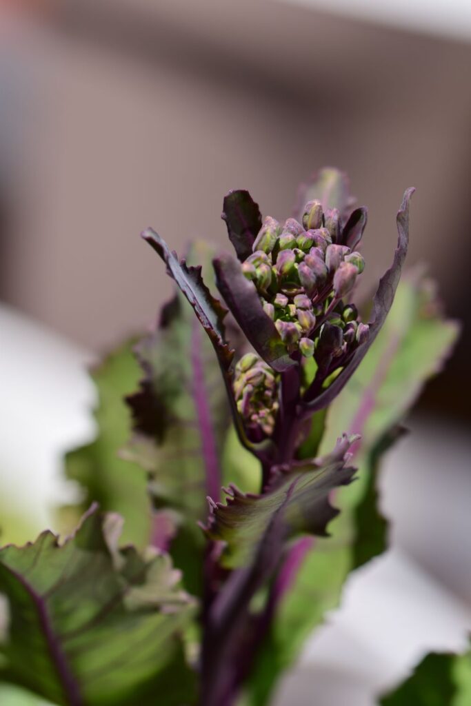 selective focus shot of a kohlrabi plant bud 2023 11 27 05 31 12 utc