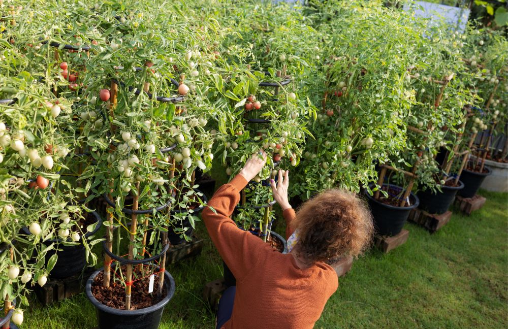senior woman gardener 2023 11 27 05 18 35 utc
