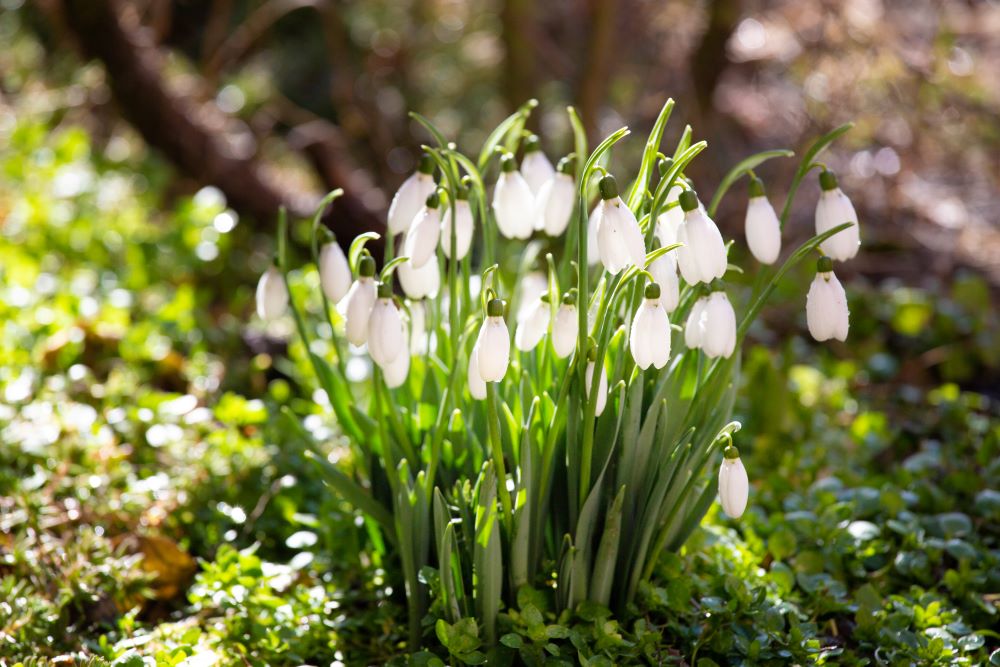 snowdrop flowers in the forest 2024 05 30 23 58 30 utc