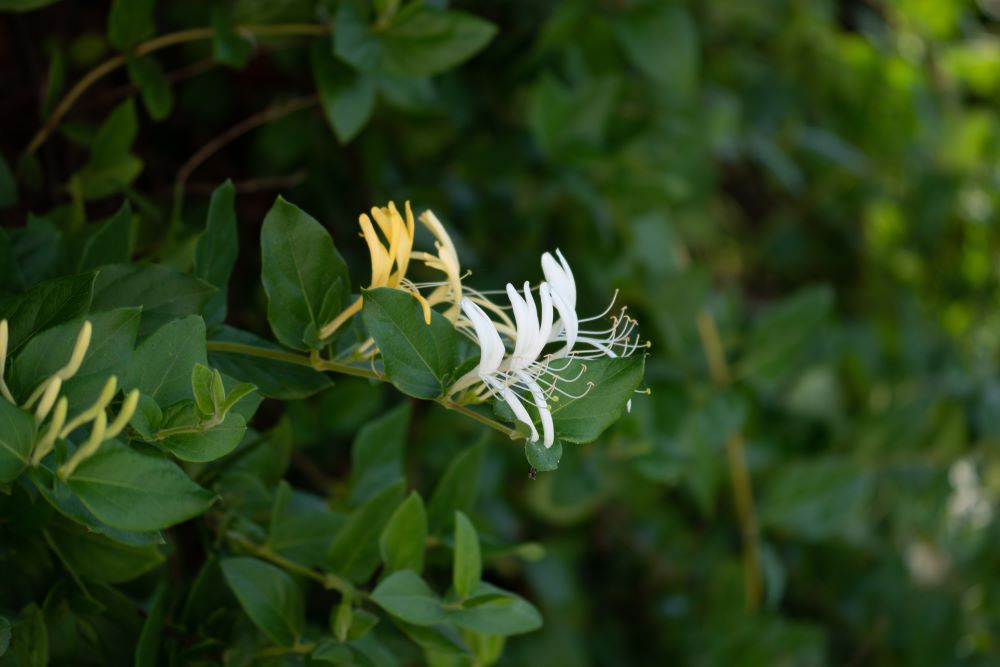 soft focus of japanese honeysuckle flowers bloomin 2023 11 27 04 55 52 utc 1