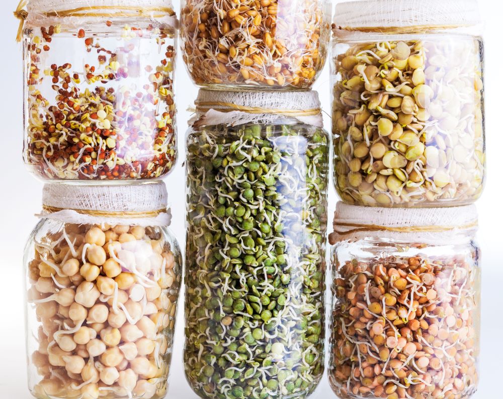 stack of different sprouting seeds growing in a gl 2024 09 16 10 34 38 utc
