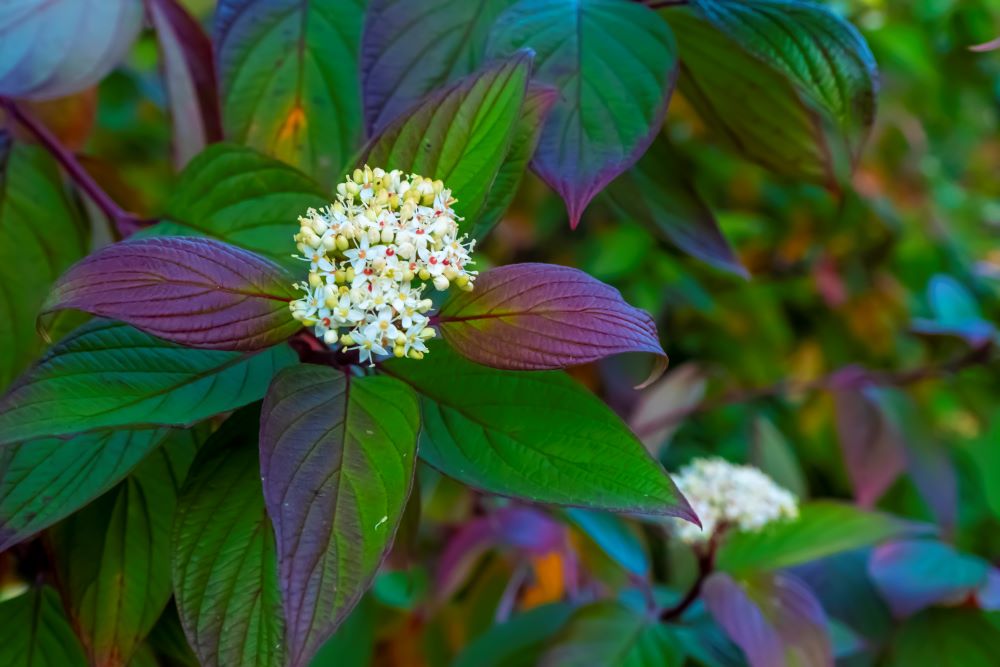 the beauty of the green of flowers leaves nature 2023 11 27 05 20 36 utc