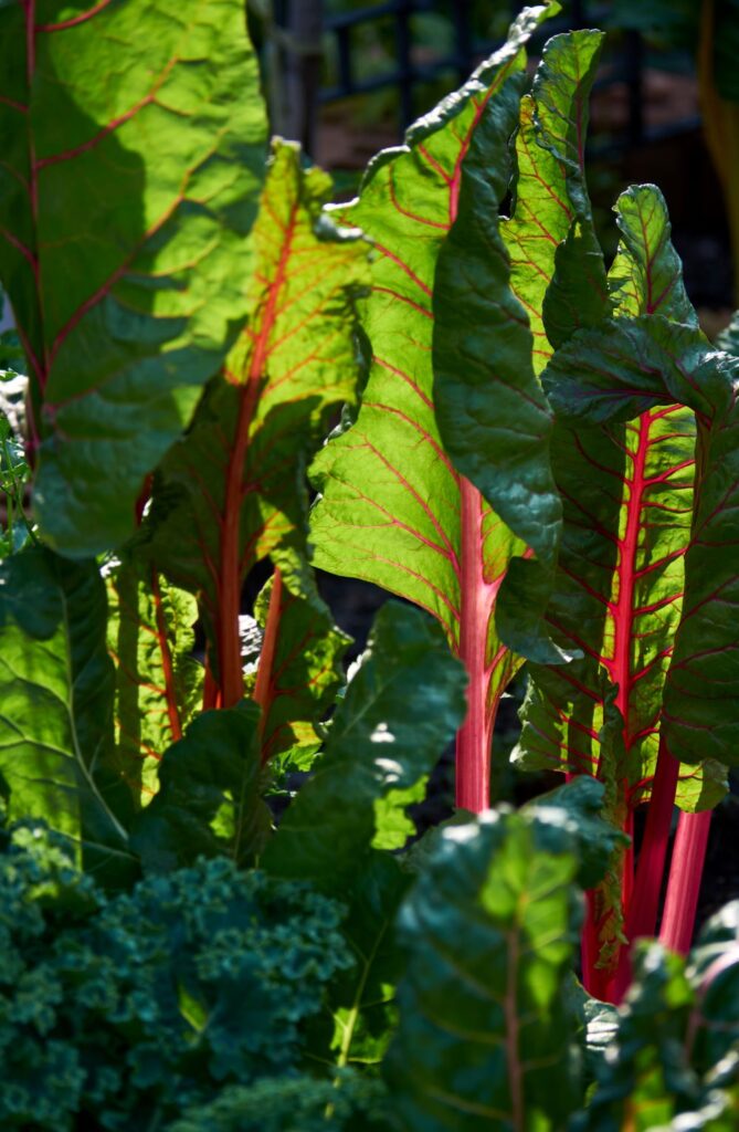 the colorful leaves of swiss chard on a sunny day 2023 11 27 05 18 28 utc