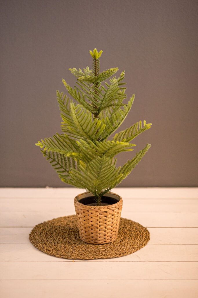 tree in a pot on a table in the room 2023 11 27 05 07 41 utc
